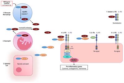 Anakinra Therapy for Non-cancer Inflammatory Diseases